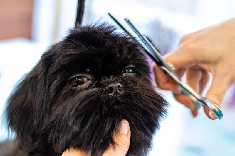 Profitable medium size dog grooming business Sutherland Shire Profitable medium size dog grooming business Sutherland Shire
