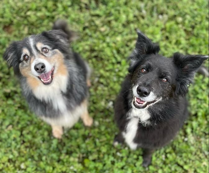 Pet Boarding Kennels No Dog Limits Business RS1586 Pet Boarding Kennels No Dog Limits Business RS1586