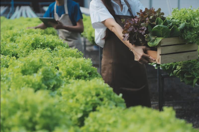 Leppington Vegetable Farm for Sale Leppington Vegetable Farm for Sale