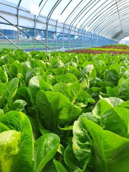 Leppington Vegetable Farm for Sale Leppington Vegetable Farm for Sale