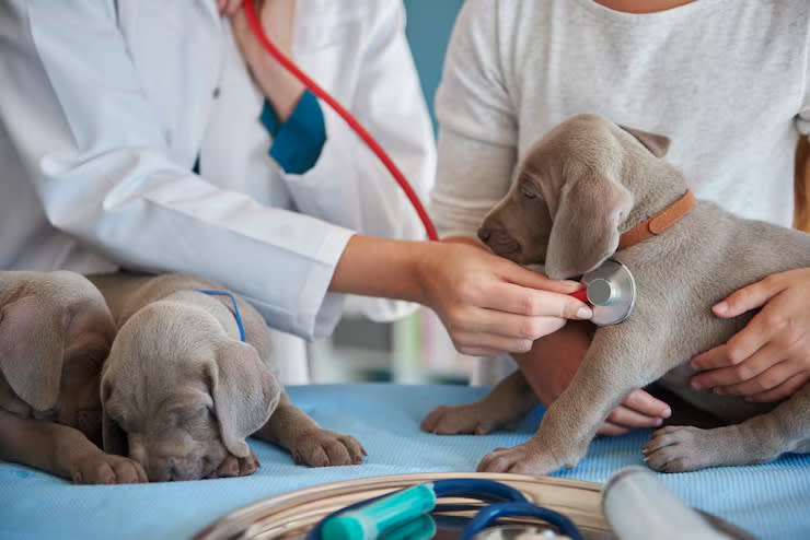 Confidential Veterinary Practice | Established Animal Hospital | Prime S.O.R. Location Confidential Veterinary Practice | Established Animal Hospital | Prime S.O.R. Location