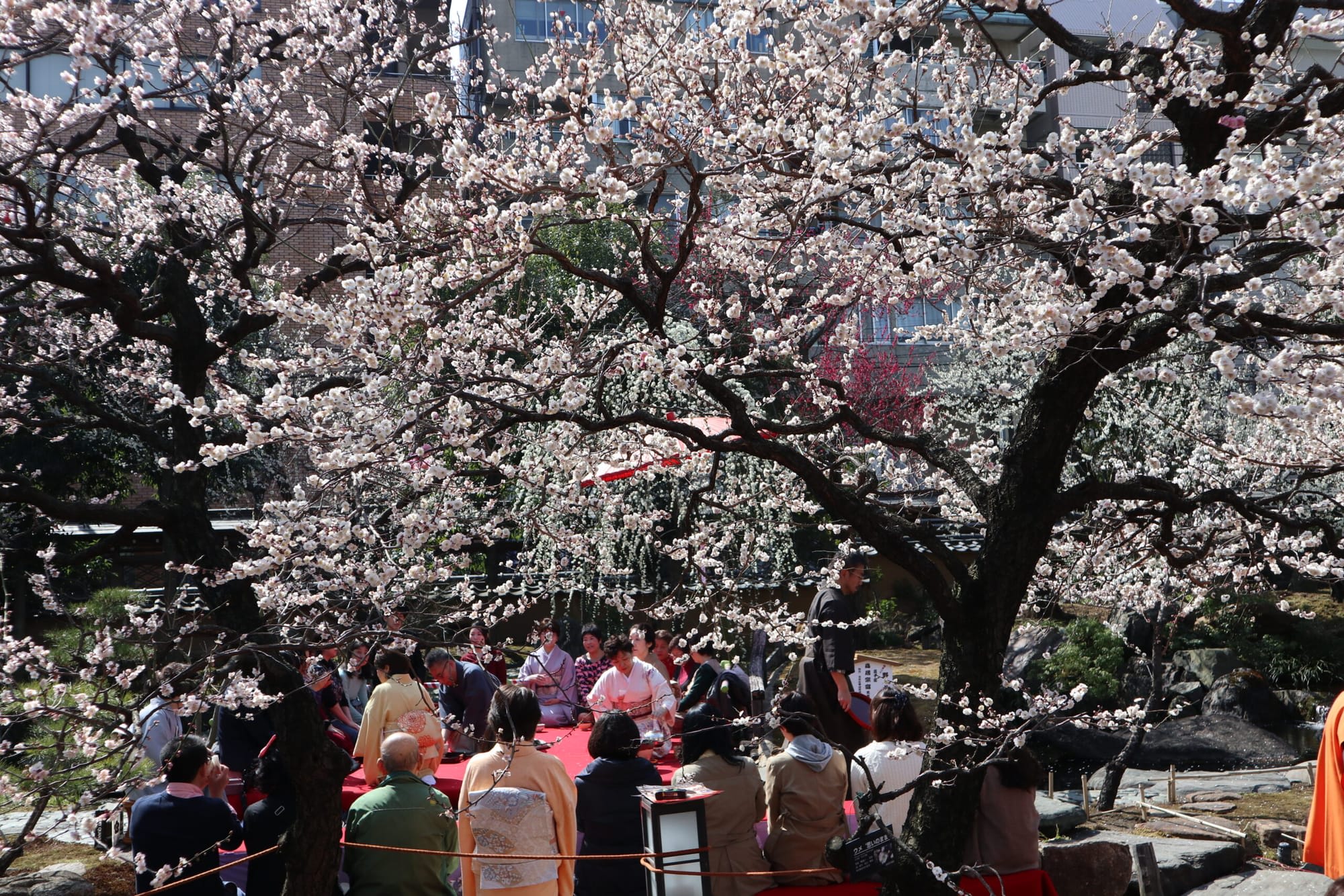 Plum Blossom Festival