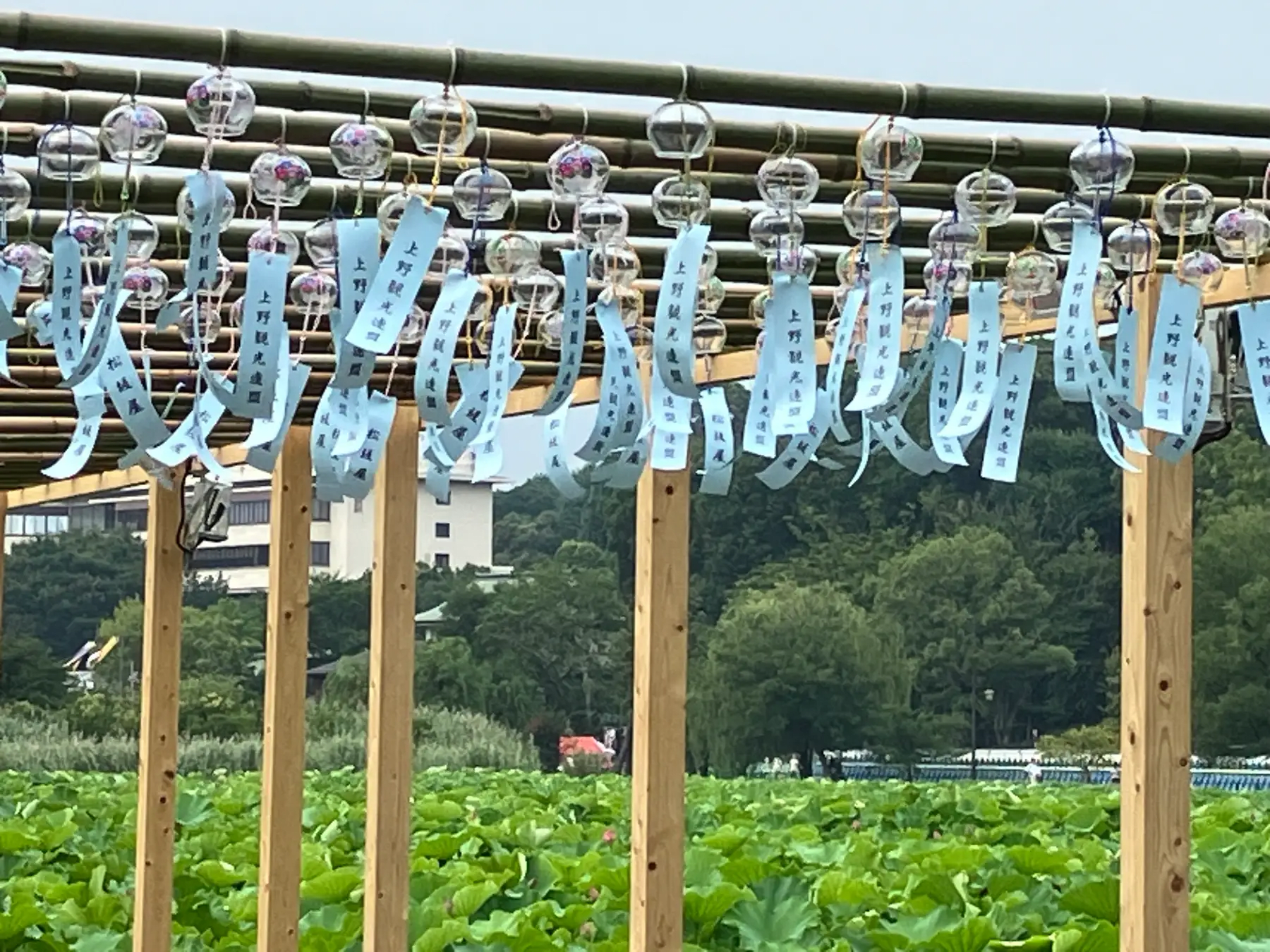 "Wind Chime Corridor" Filled with Traditional Japanese Wind Chimes
