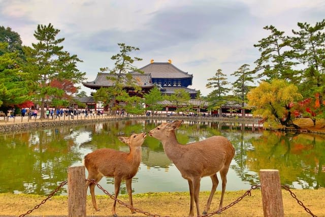  Interactions with Deer at Nara Park