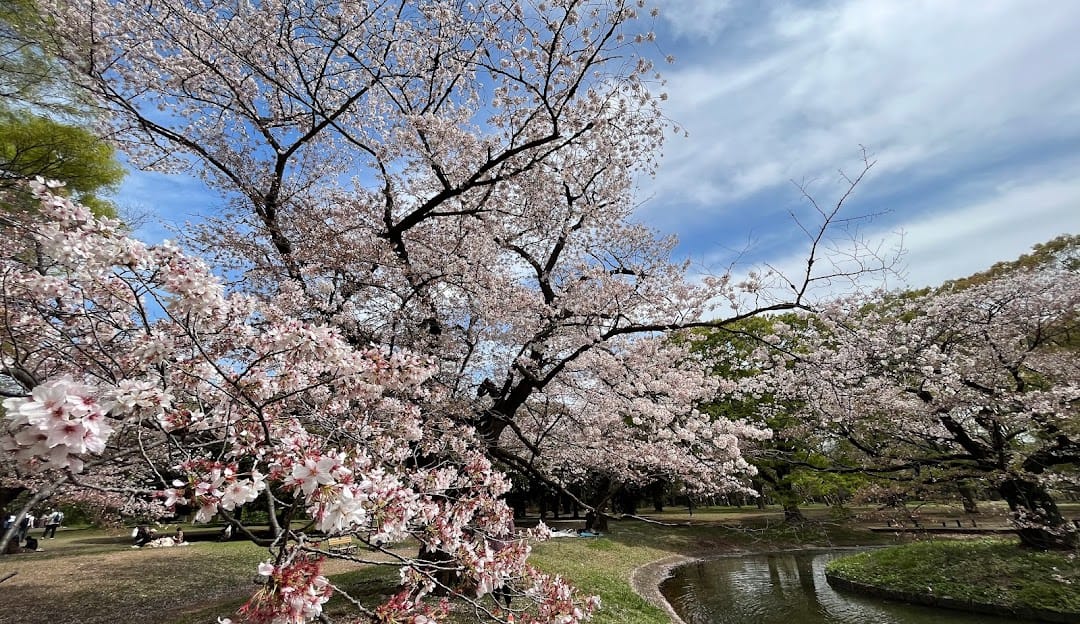 Yoyogi Park