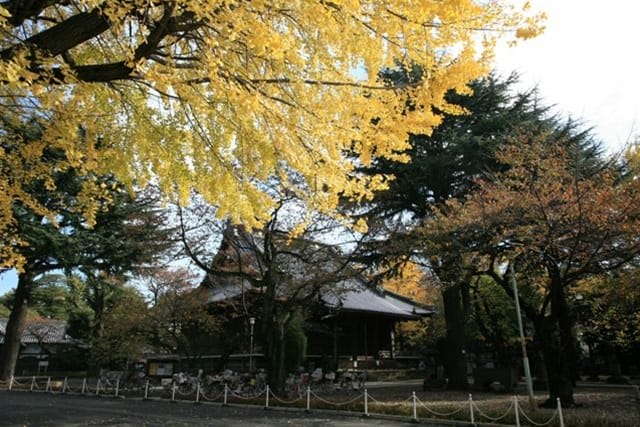 20240515135753_4-1_寛永寺の紅葉.jpg