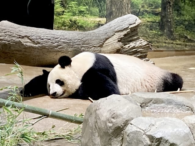 Giant Pandas