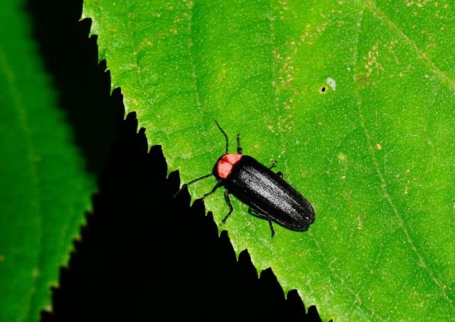 Firefly Viewing