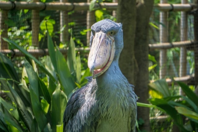 Shoebill Stork