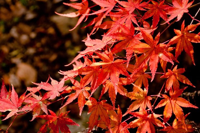 Autumn Leaf Viewing