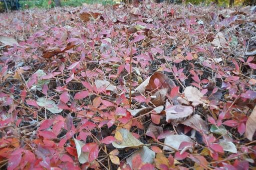 Autumn Leaves at Ueno Park