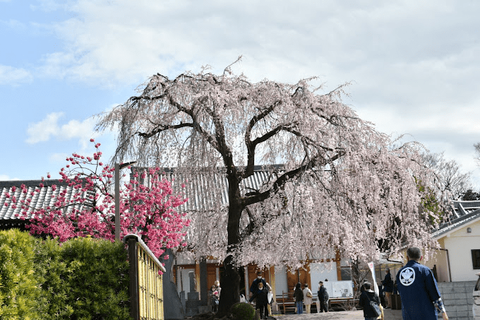 Cherry Blossoms at Chomyoji Temple