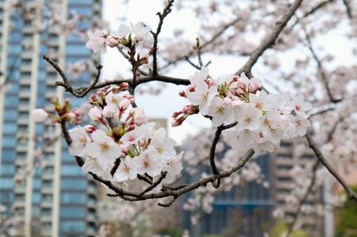 Cherry Blossoms at Ueno Park