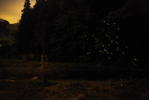 Firefly Village Akiha Park