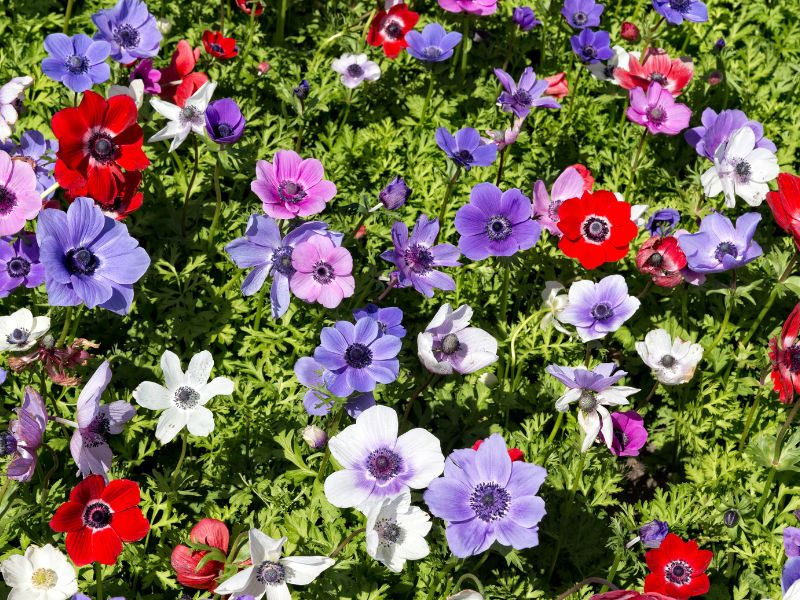 In Addition to Shibazakura, Various Beautiful Flowers Bloom Throughout the Garden