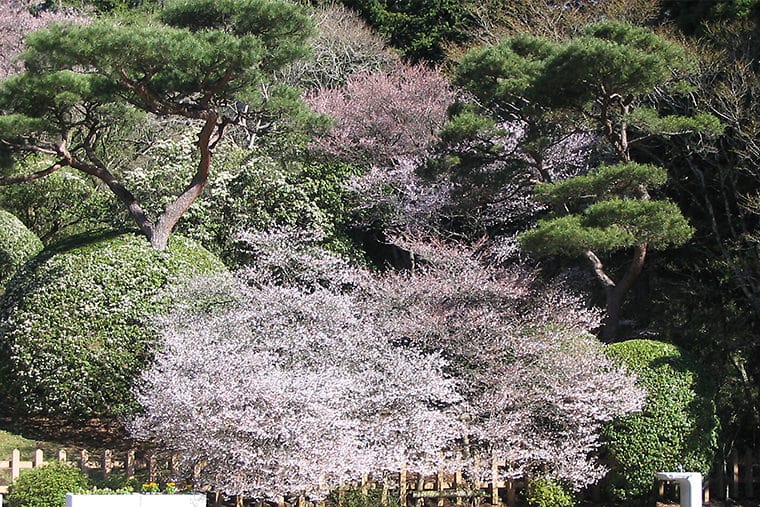 Hakone's Natural Beauty in April