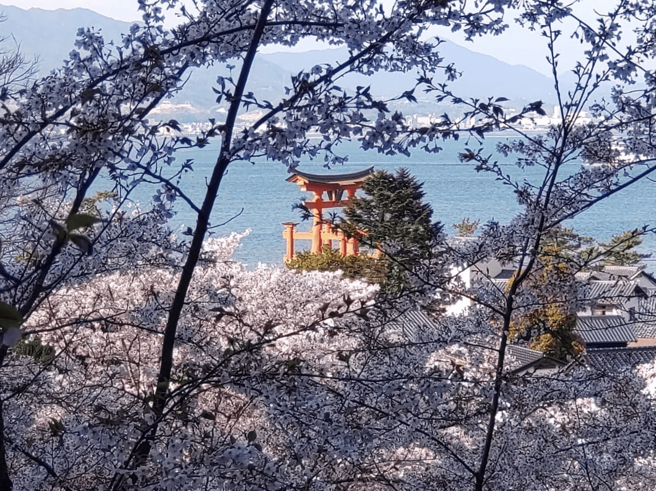 Head to Miyajima and Explore the Attractions That Interest You
