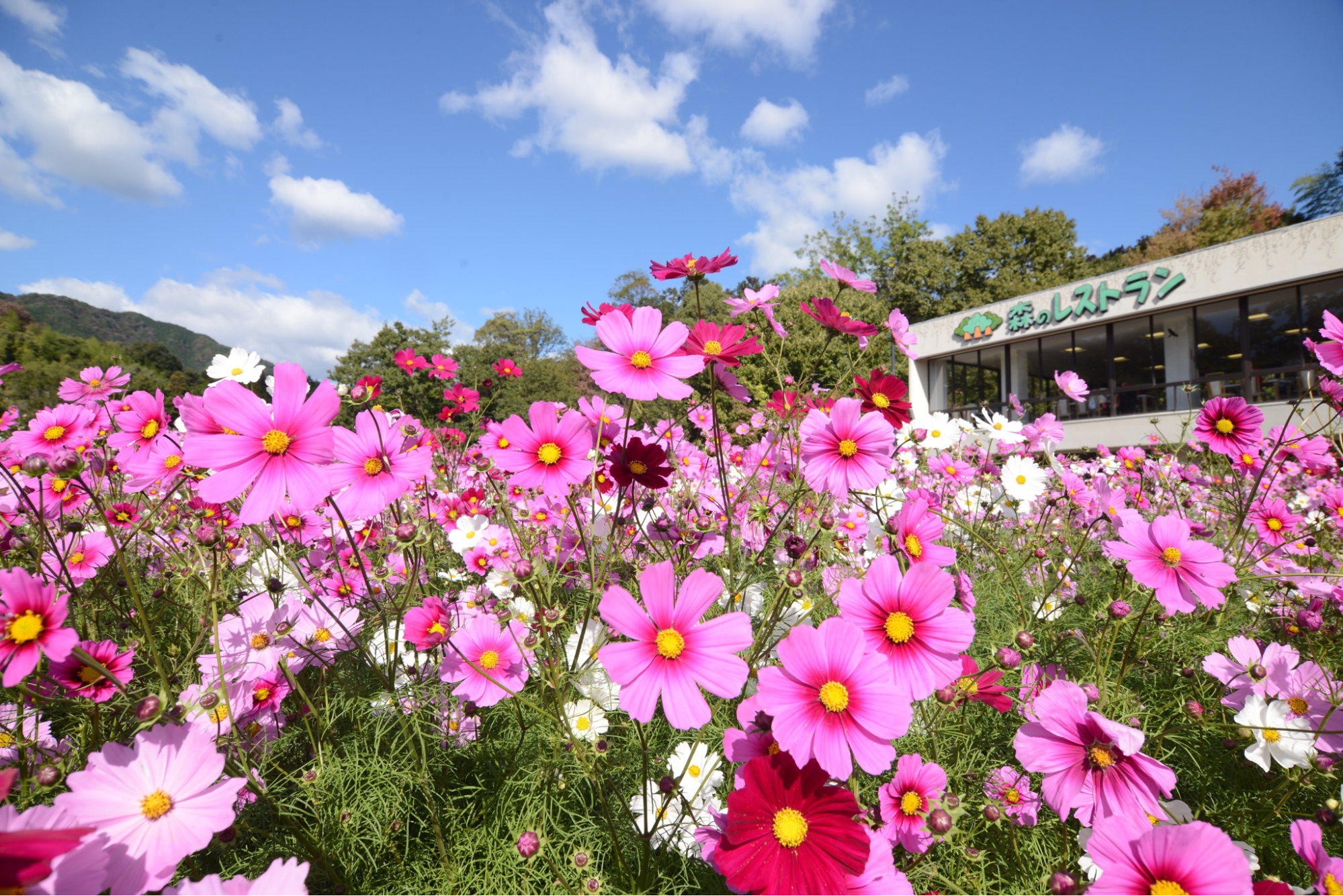 Hiroshima Botanical Garden Cosmos Week