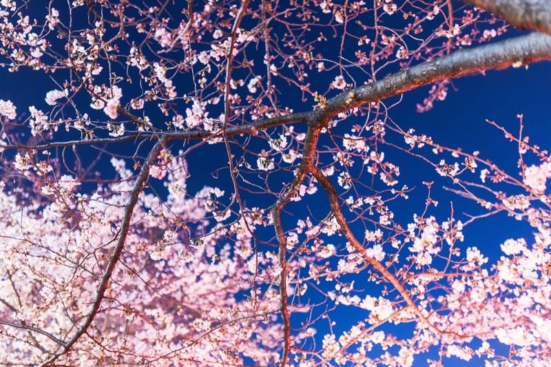 Shukkeien Cherry Blossom Festival (Night Cherry Blossom Illumination)