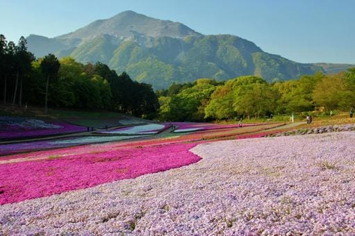 Hitsujiyama Park in Spring