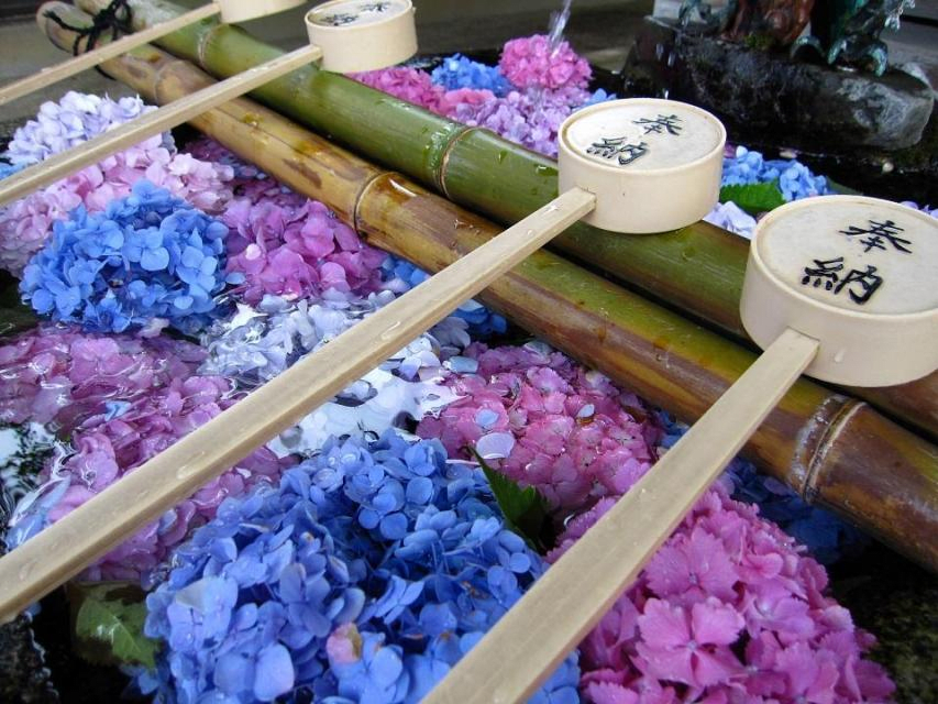 Hydrangea Festival and Hydrangea Garden Opening