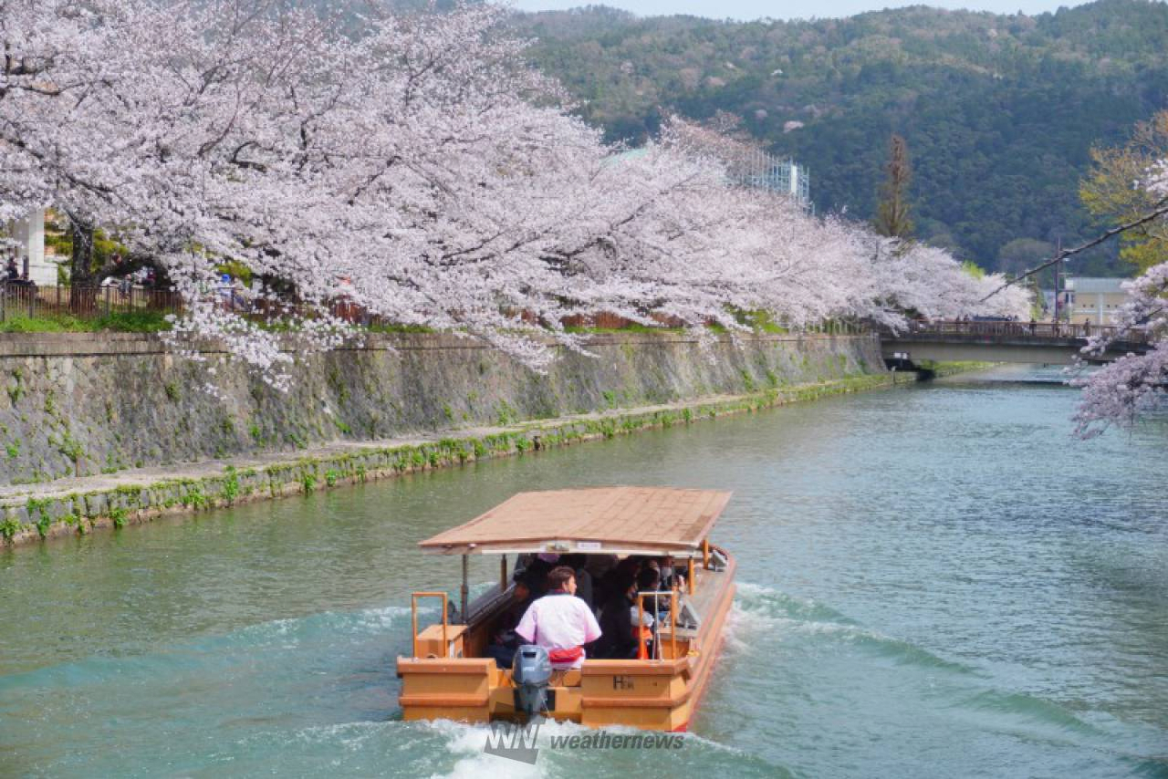 Okazaki Cherry Blossom Corridor Ten-stone Boat Cruise