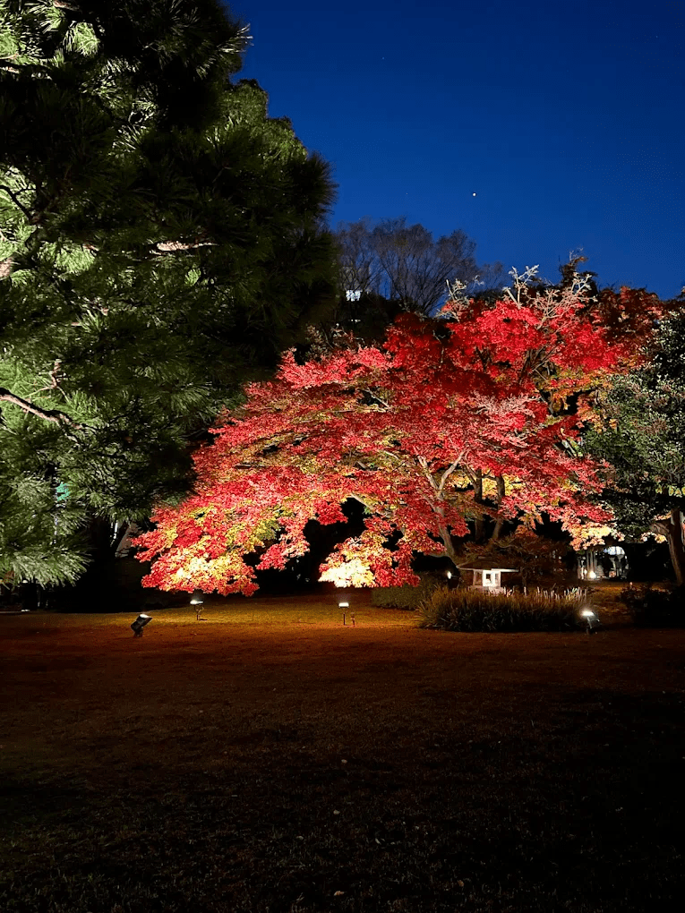 Rikugien Garden Illumination