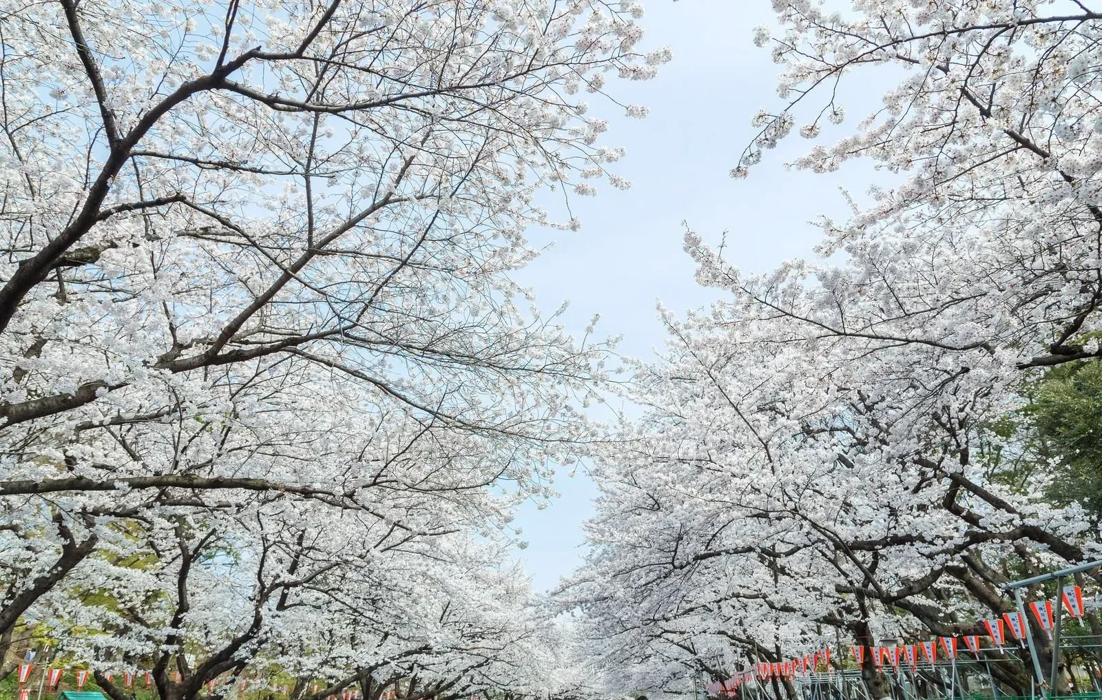 Sakura Gates at Ueno Park