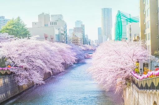 Sakura at Meguro River