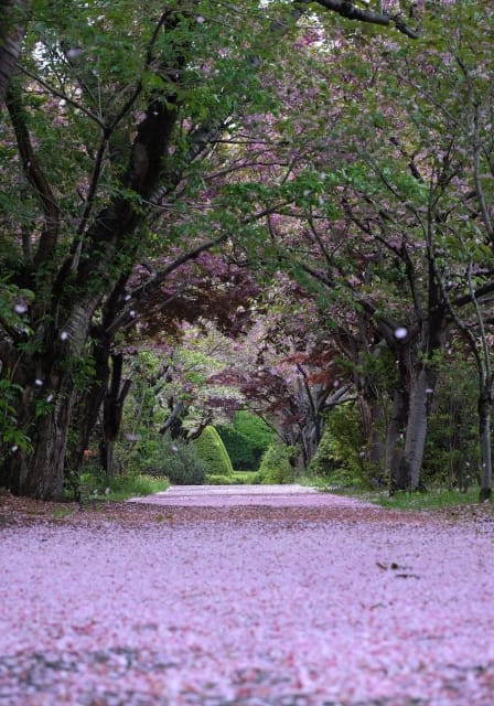 Hiraoka Tree Art Center