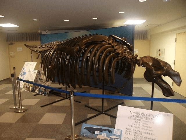 Sapporo City Museum Activity Center