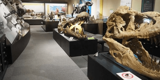 The Hokkaido University Museum