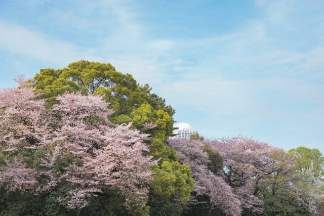 Shinjuku Gyoen