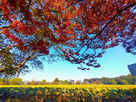 Shinobazu Pond in Fall