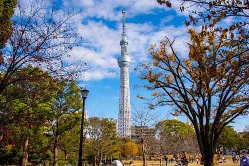 Sky Tree in Fall