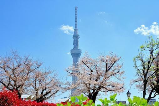 Sumida Park Sakura