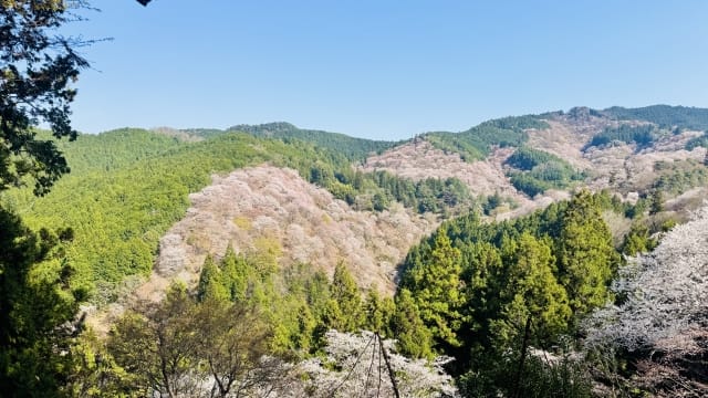 The Charm of Yoshino