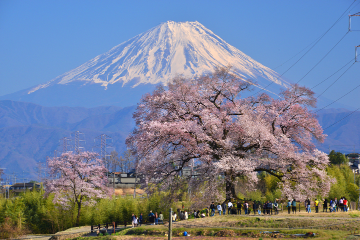 The Cherry Tree of Wanizuka