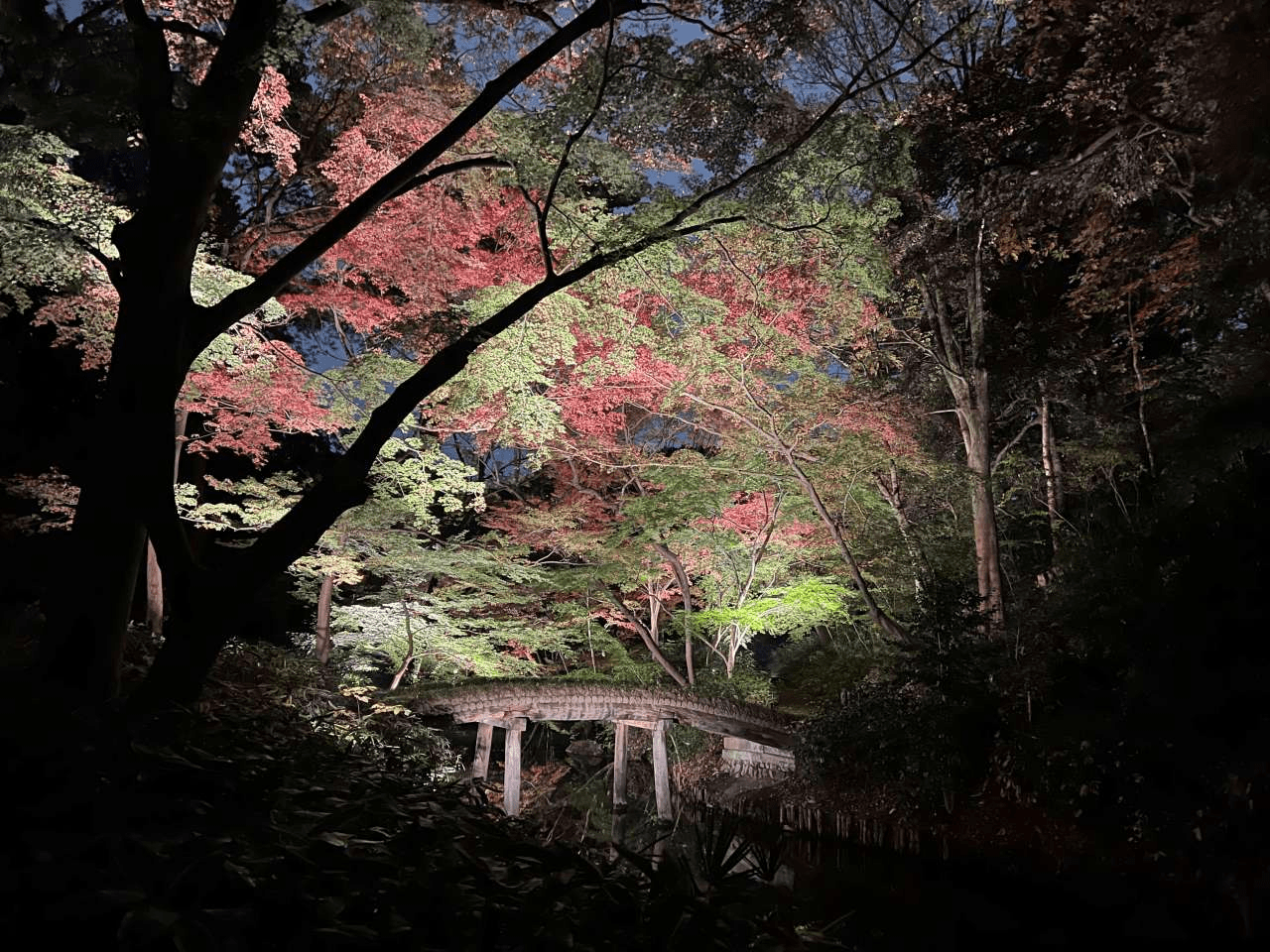 "Rikugien Garden Autumn Foliage" Special Evening Viewing