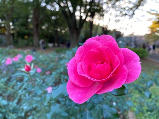 Yoyogi Park Autumn Rose Festa