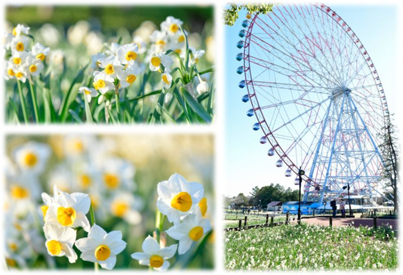 Kasai Rinkai Park Daffodil Festival