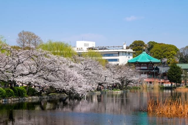 Capture the Spectacular Cherry Blossoms at Shinobazu Pond and More