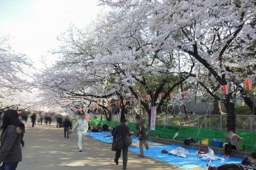 Ueno Park Sakura