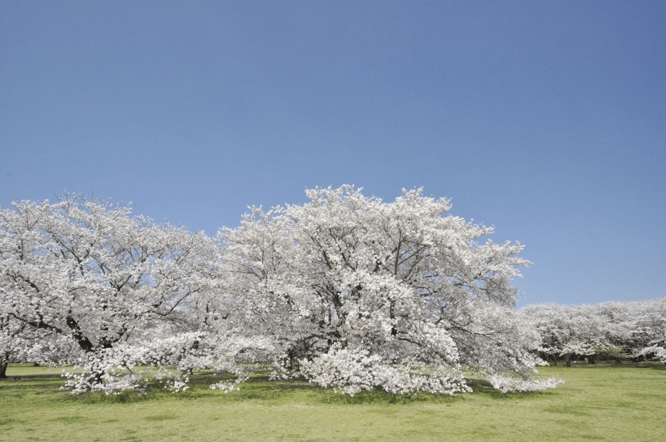 howa Memorial Park