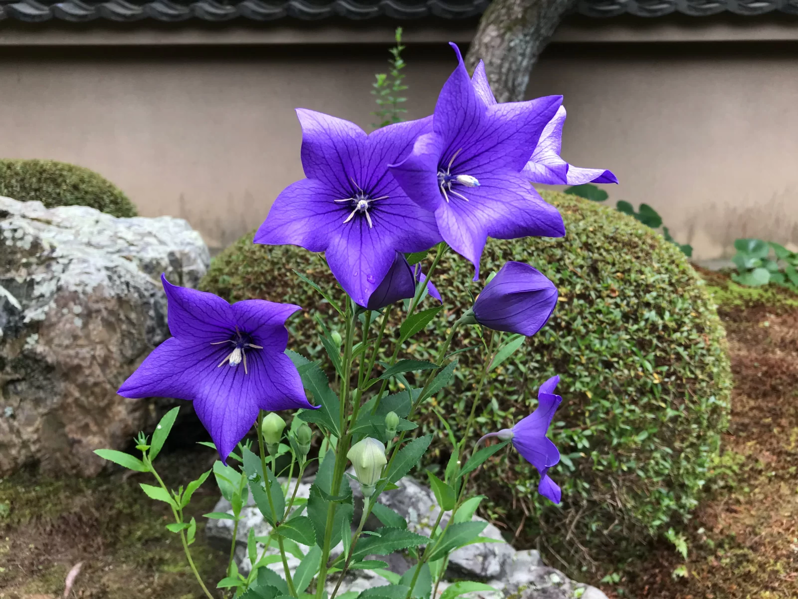 Sala Flower Appreciation Event at Tokai-an