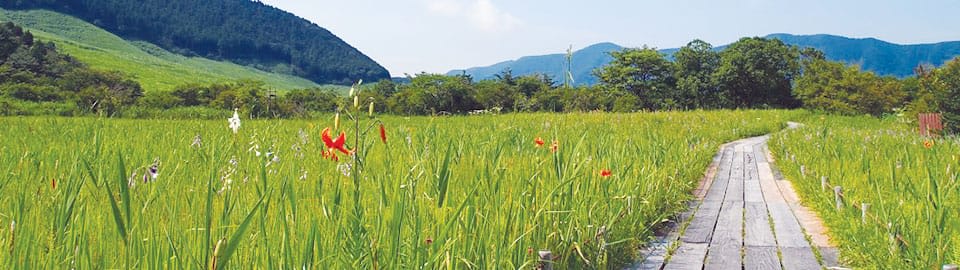 Hakone Wetland Botanical Garden