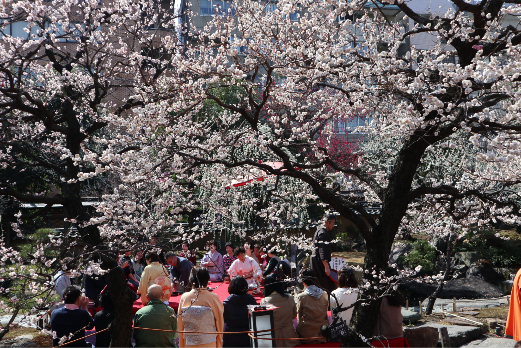 Bunkyo Plum Blossom Festival