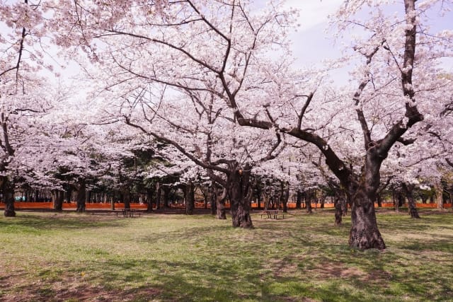 yoyogipark-sakura1.jpg