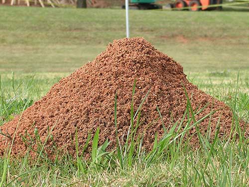 Fire Ant Mound