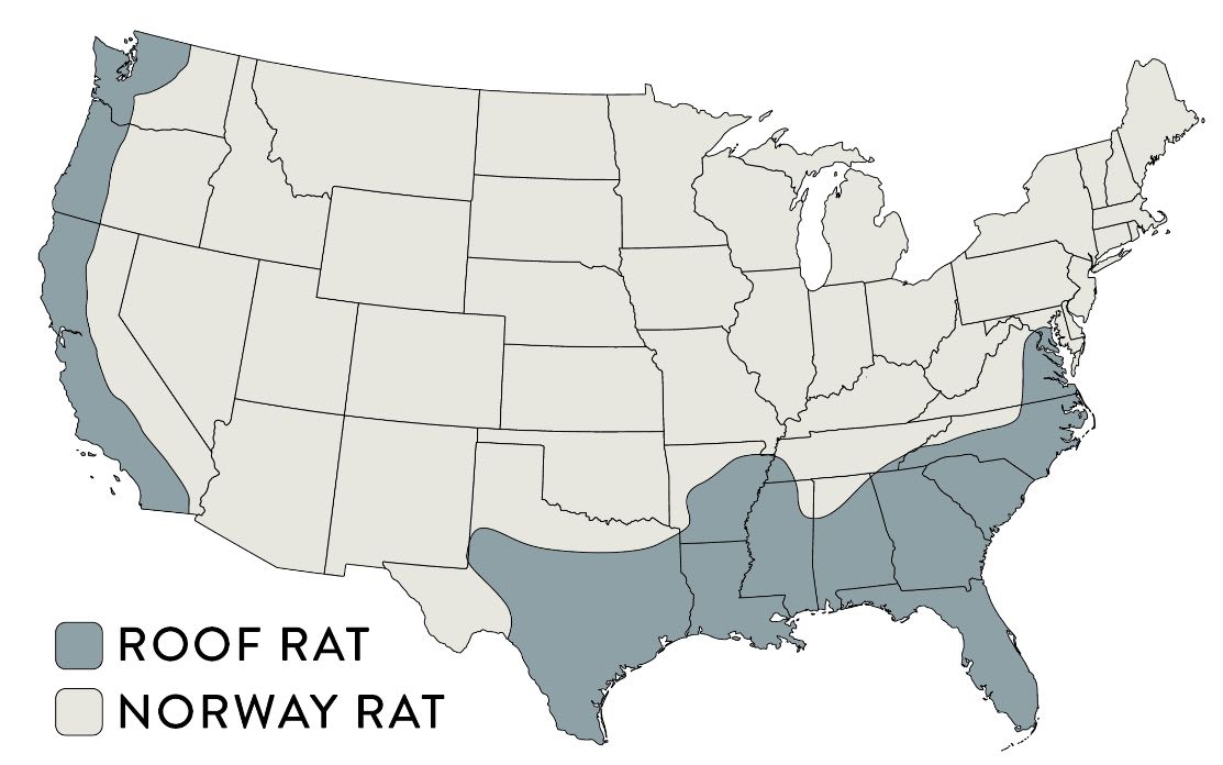 Roof Rat Norway Rat